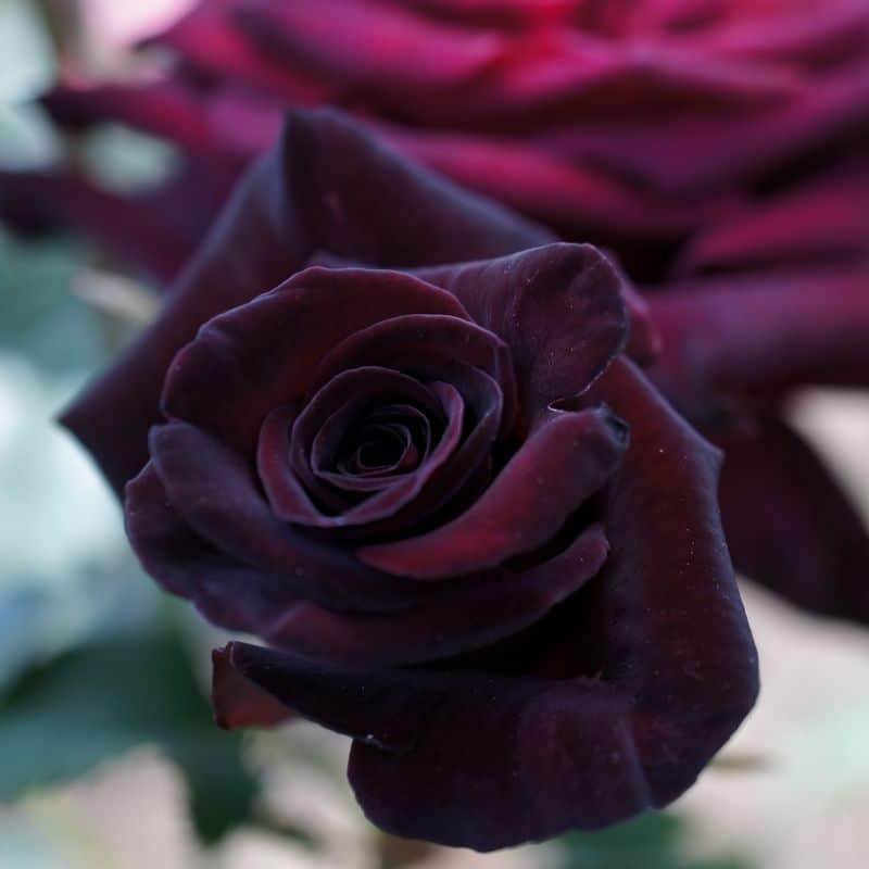 black baccara rose