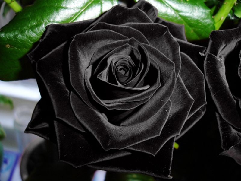 black rose meaning