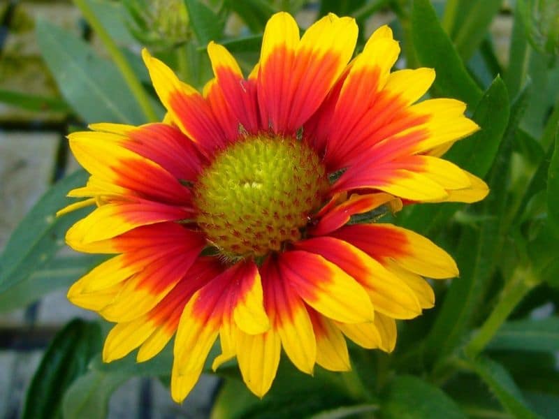 blanket flower