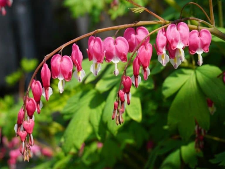 Top 30 Poisonous Flowers and Toxic Plants to Watch Out For | Florgeous