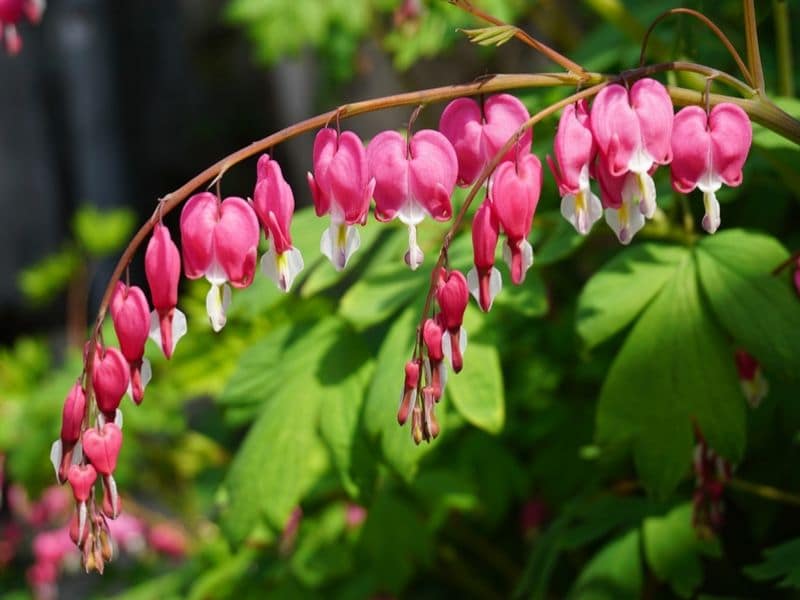 are bleeding heart plants toxic to dogs