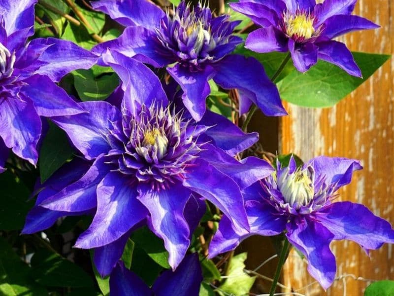 blue clematis