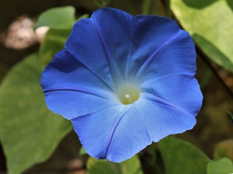 blue dawn flower