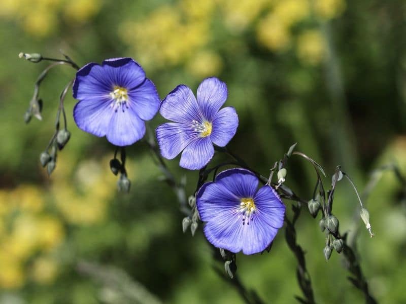 blue flax flower