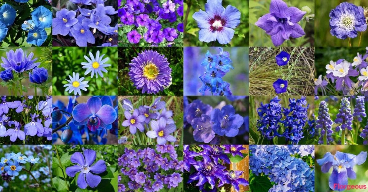 Top 55 Beautiful Types Of Blue Flowers, Ground Cover Plant With Blue Flower Spikes