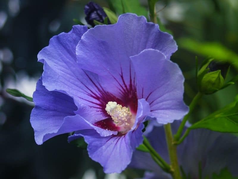 blue hibiscus