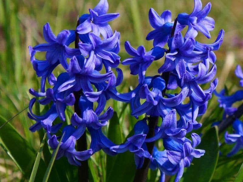 blue hyacinth