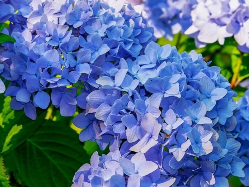 blaue Hortensie