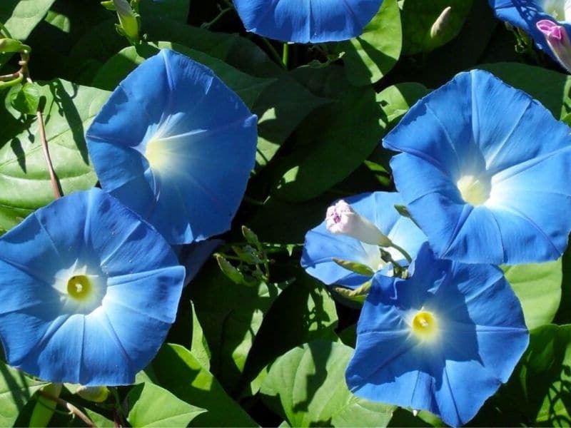 blue ipomoea flower