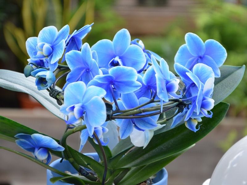blue moth orchid