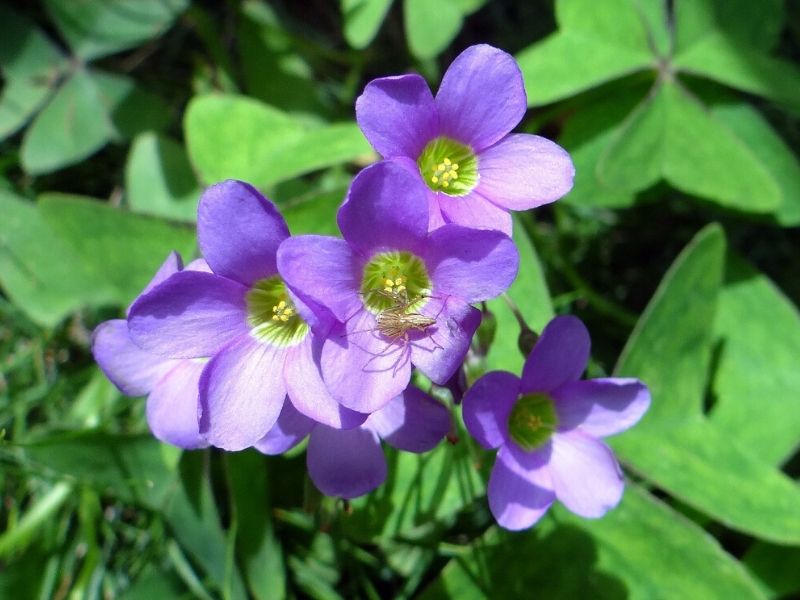 blue oxalis