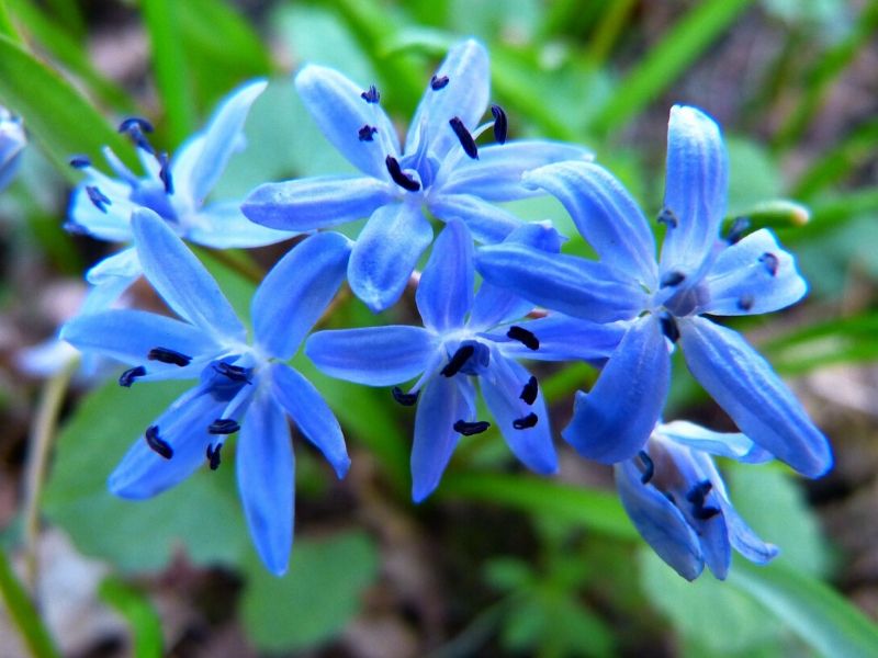 blue scilla