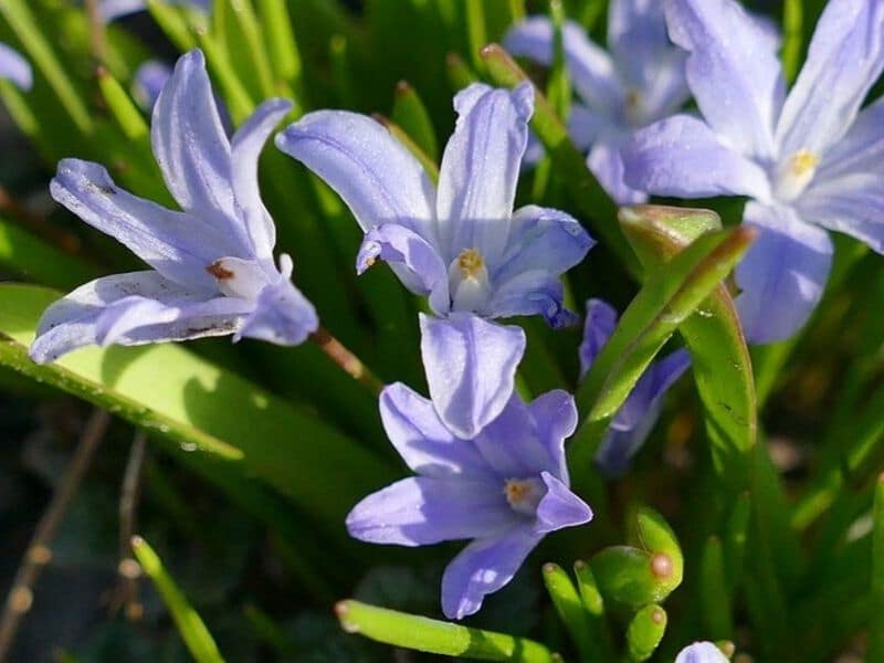 Top 55 Beautiful Types of Blue Flowers with Names and ...