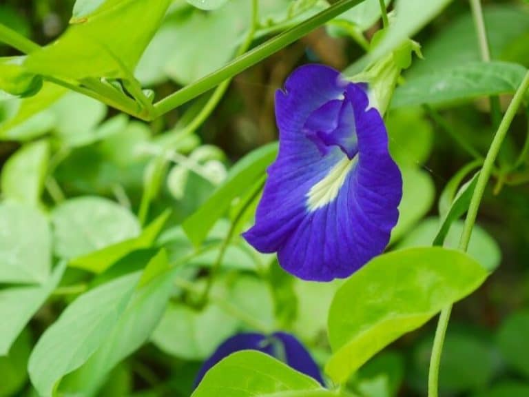 57 Pretty Blue Flowers with Names and Pictures