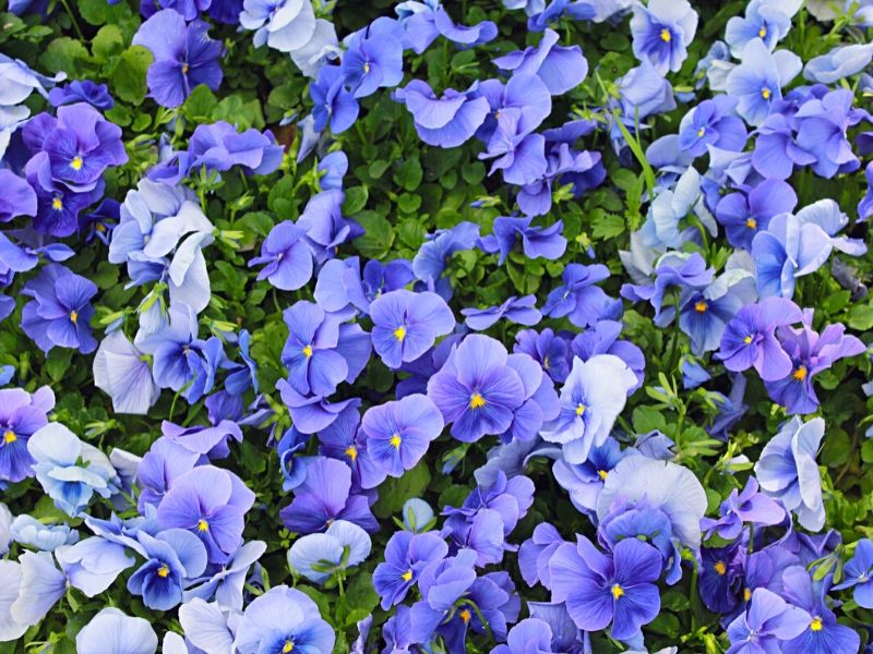 blue violets in garden