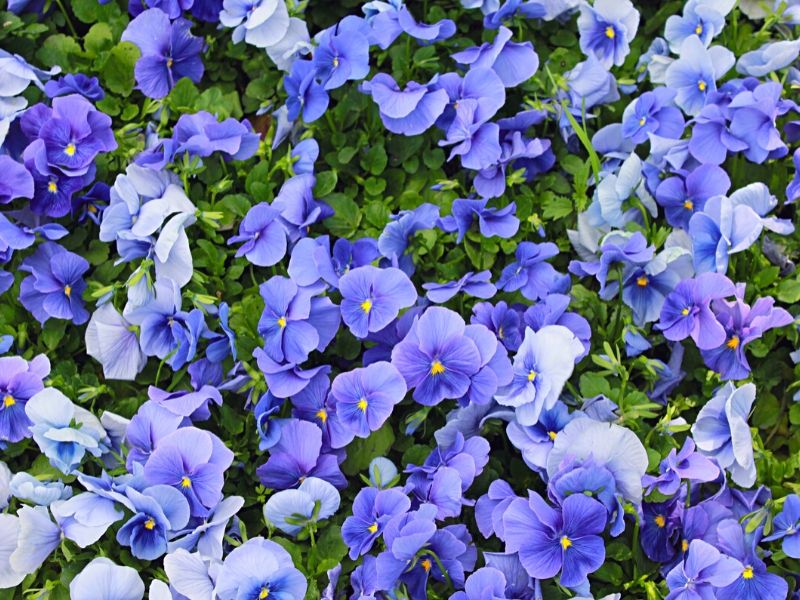 Top 55 Beautiful Types of Blue Flowers with Names and