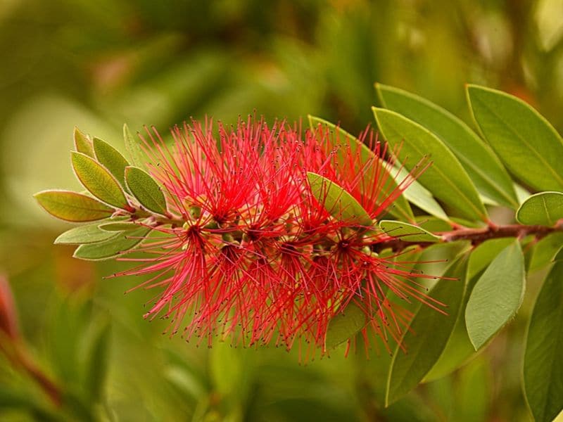 bottlebrush