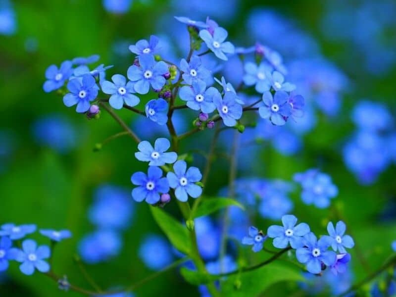 brunnera flower