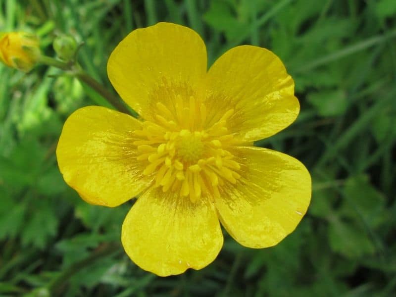 buttercup flower