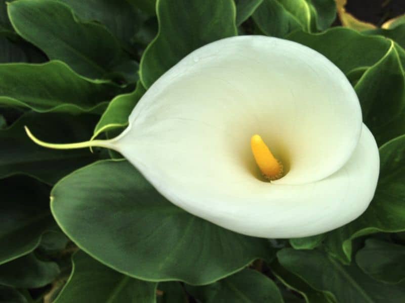 calla lily