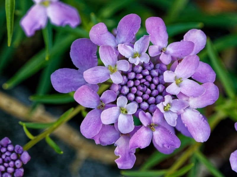 85 Types of Purple Flowers: Names, Growing, Care, Locations, All Seasons