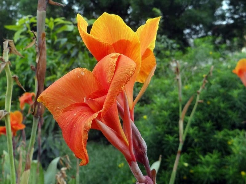 CANNA LILY MIX exotic tropical flowering pond ginger lilies bulbs seed 50 SEEDS 