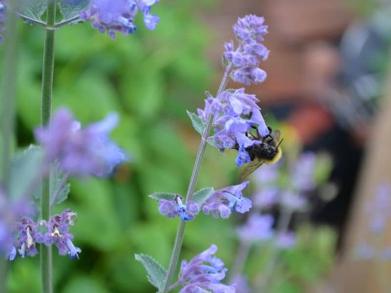 catmint