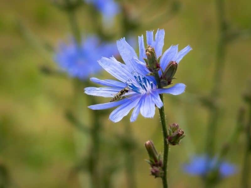 chicory flower