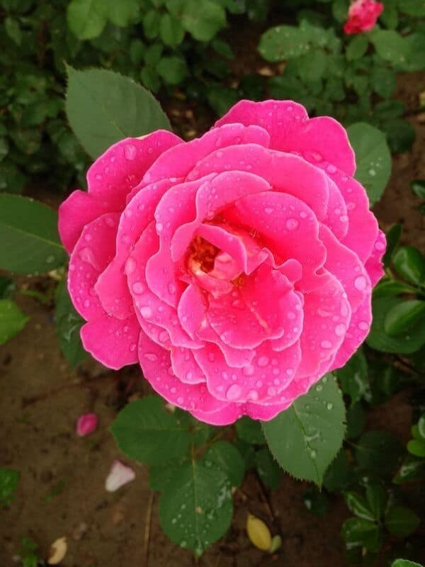 china rose