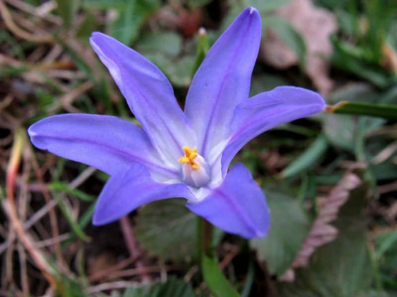 chionodoxa luciliae