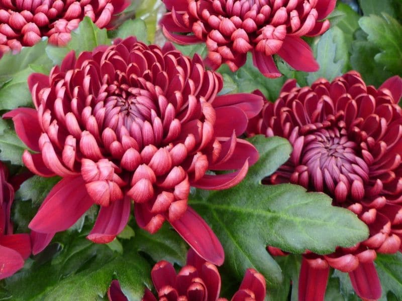 chrysanthemums