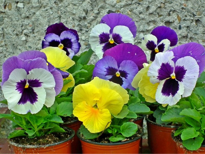 colorful pansies