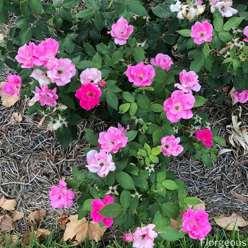 colorful rose bush