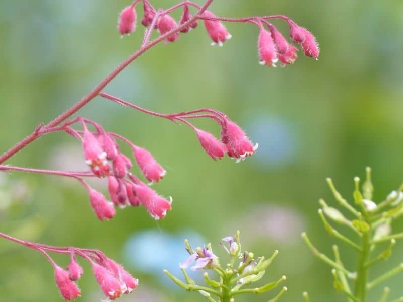 coral bells