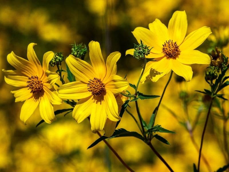 43 Types Of Yellow Flowers With Names Meaning And Pictures Florgeous