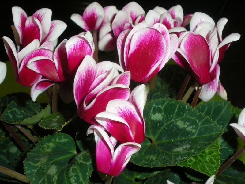 cyclamen