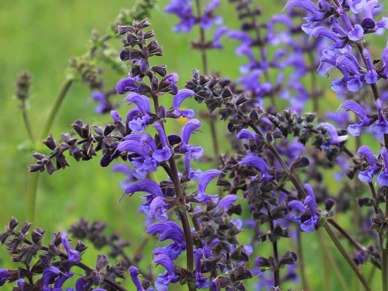 dark blue salvia