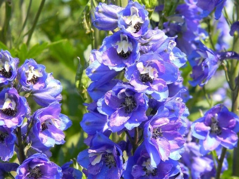 blue delphinium