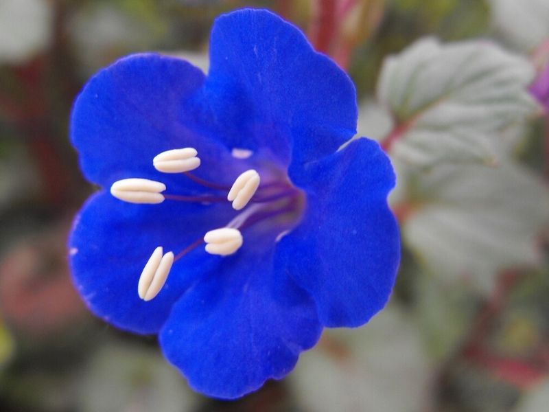 desert bluebel flower