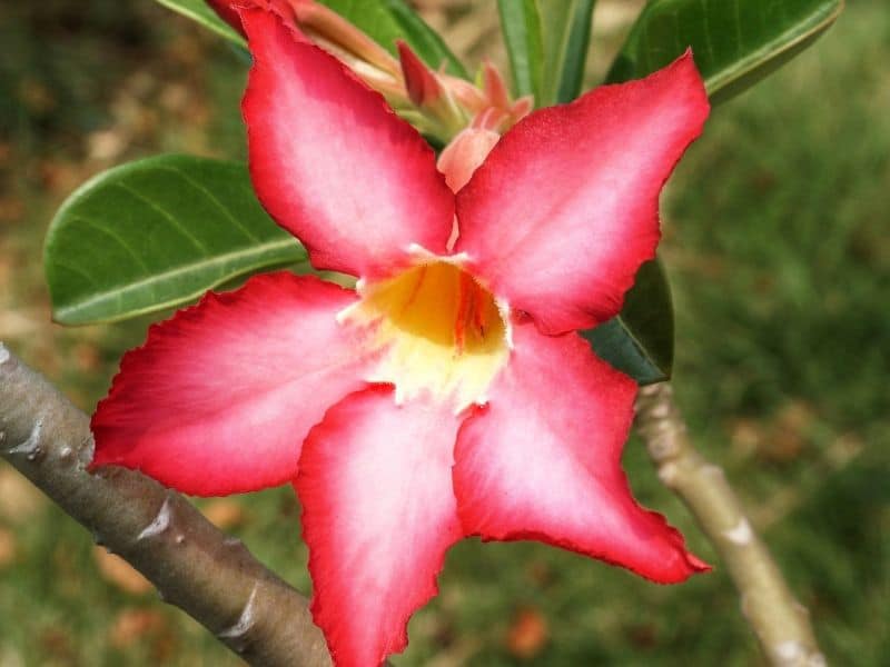 desert rose