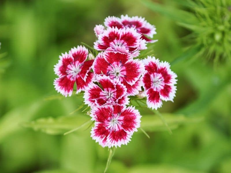 dianthus barbatus