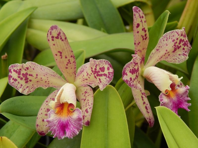 Cattleya en pointillés