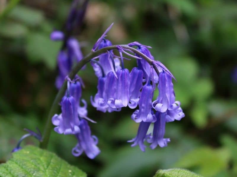 english bluebells