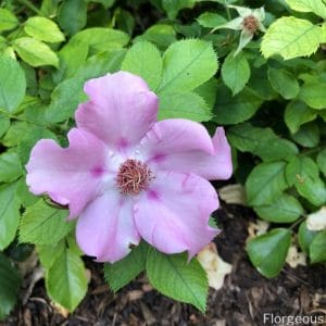 The Different Rose Types: Plant Facts and Images | Florgeous