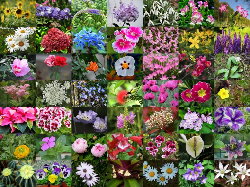 Types Of Flowers With Pictures