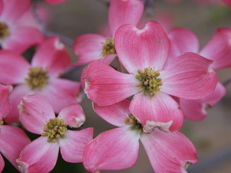 flowering dogwood