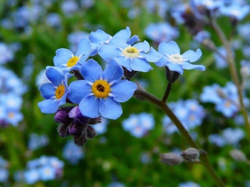 forget me not flower