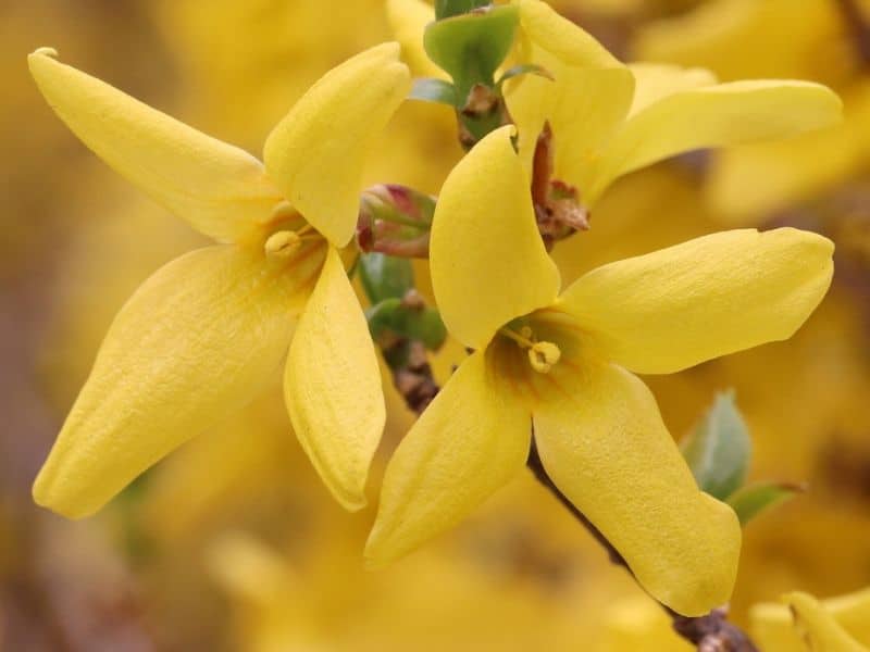 forsythia