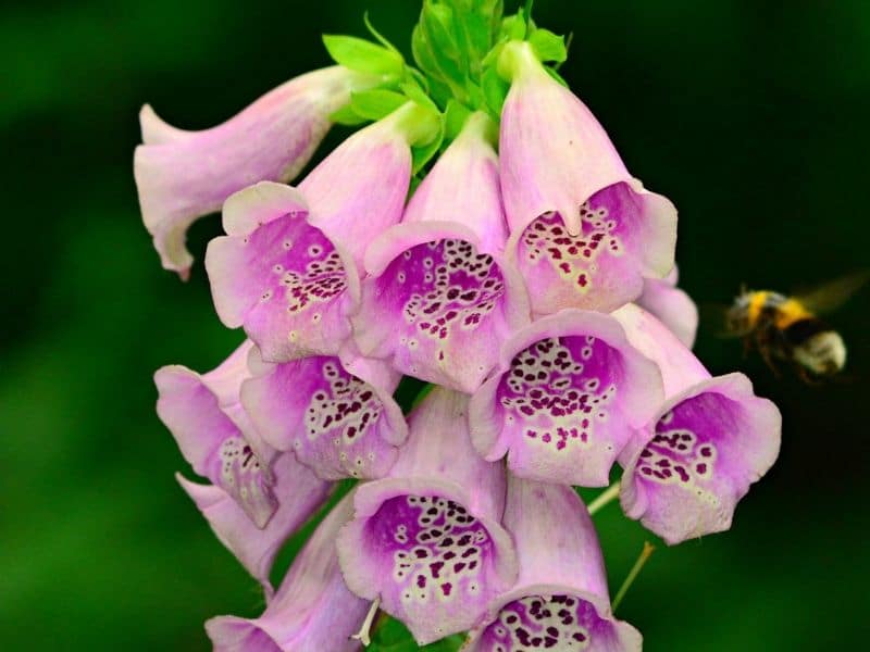 foxgloves