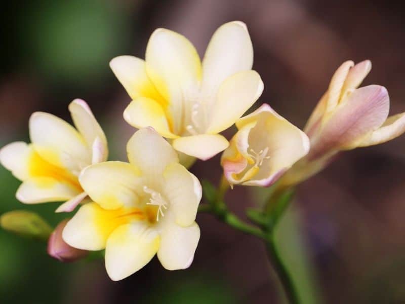 freesia